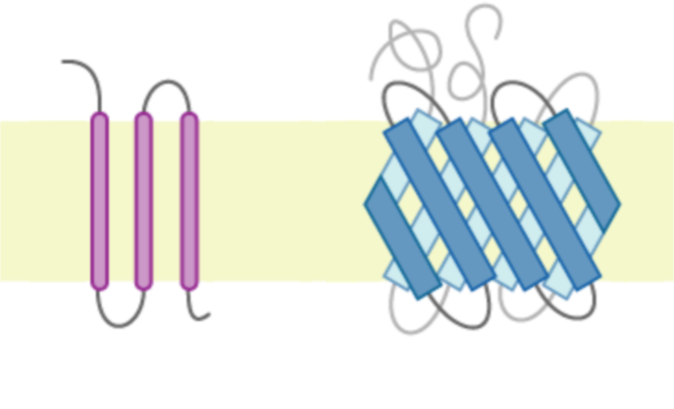 An illustration of proteins embedded in a cell membrane.