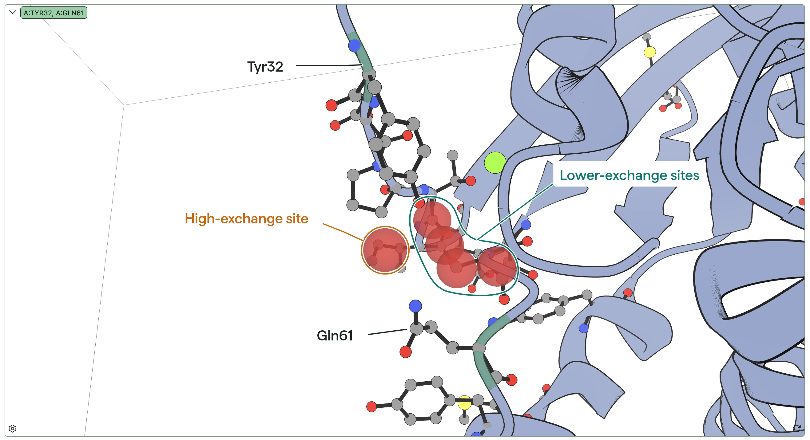 The Tyr32 and Gln61 residues loosely seem to separate the very high-exchange hydration-site from the other sites.