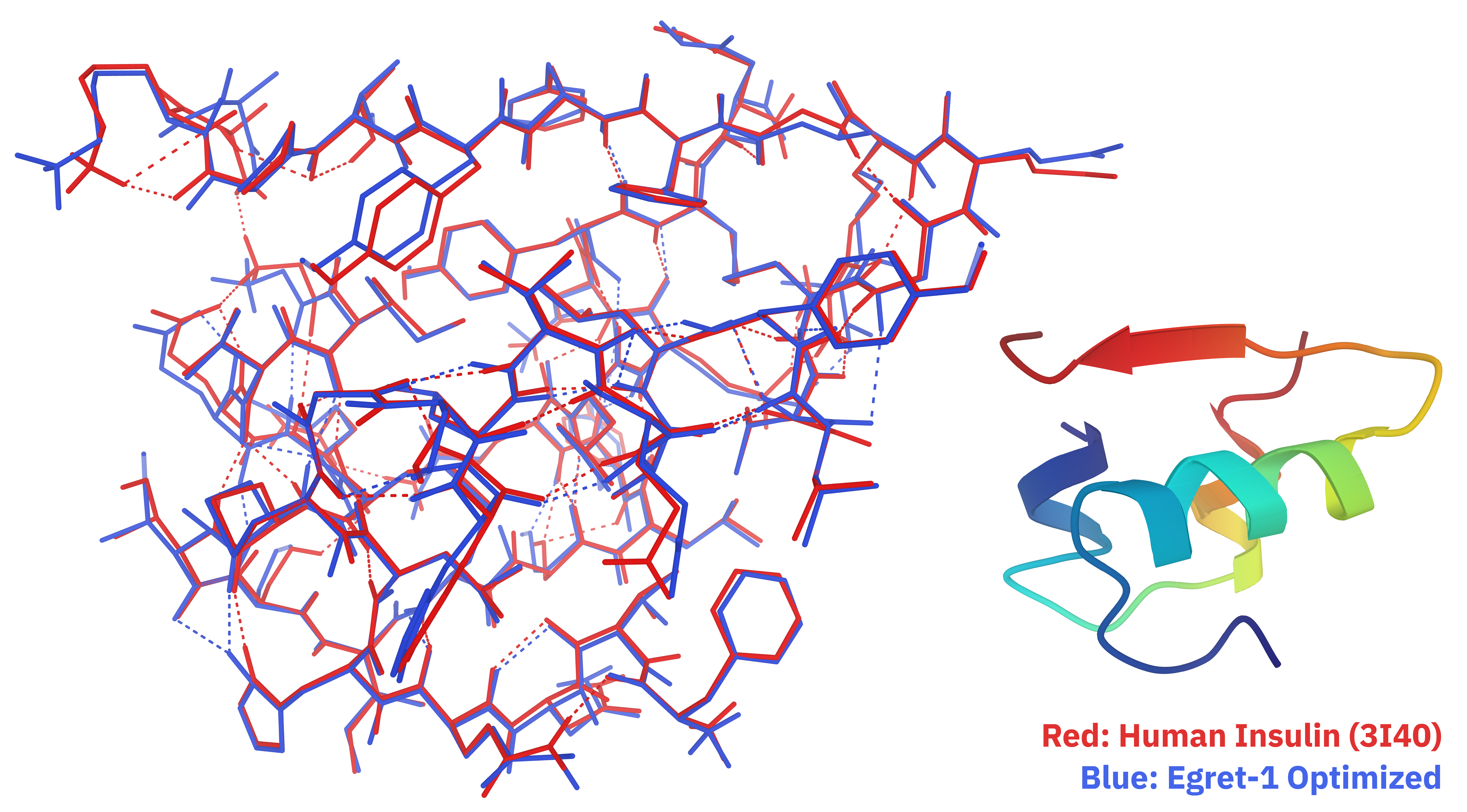 A small protein, human insulin, optimized with the Egret-1 model