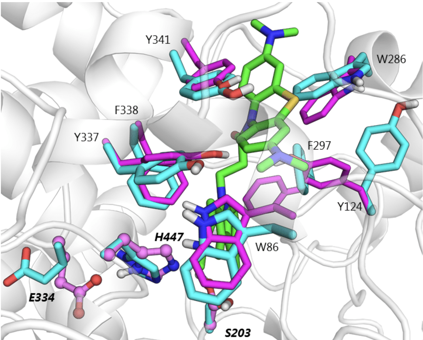 Protein-ligand induced fit example